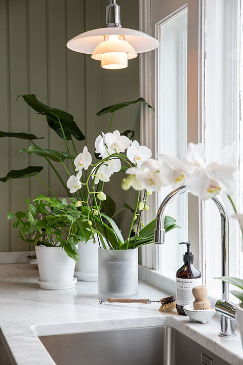 phalaenopsis orkide 