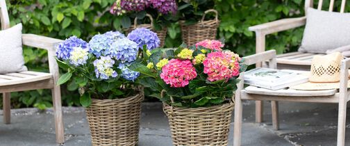 hortensia