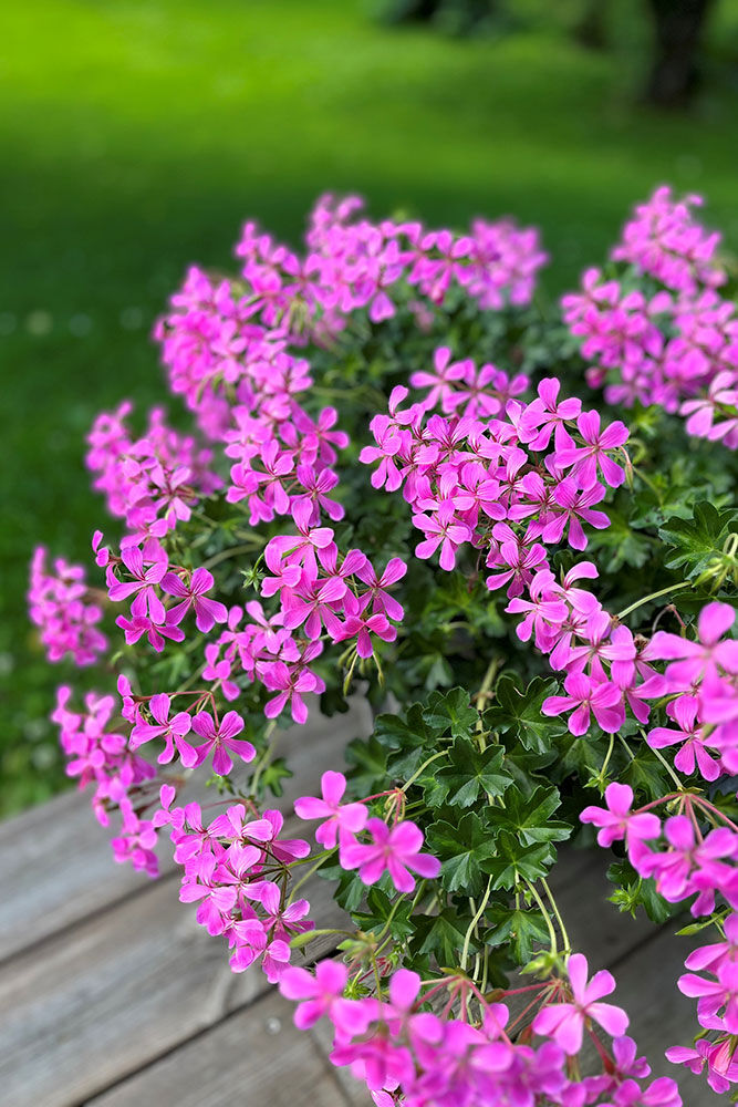 Slyngpelargonia