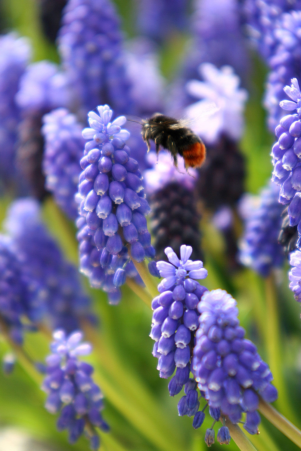 Bl&aring; perleblomster bievennlig