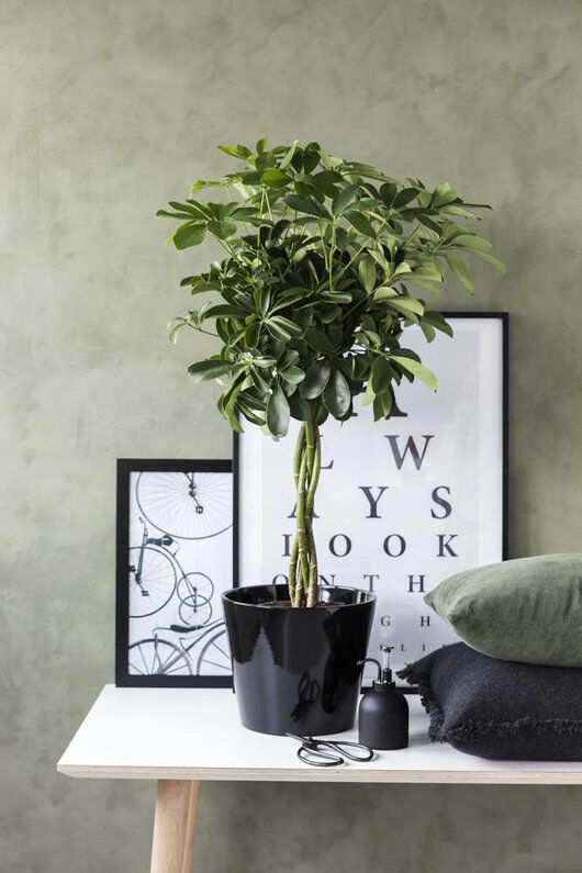 gr&oslash;nne planter schefflera i milj&oslash;