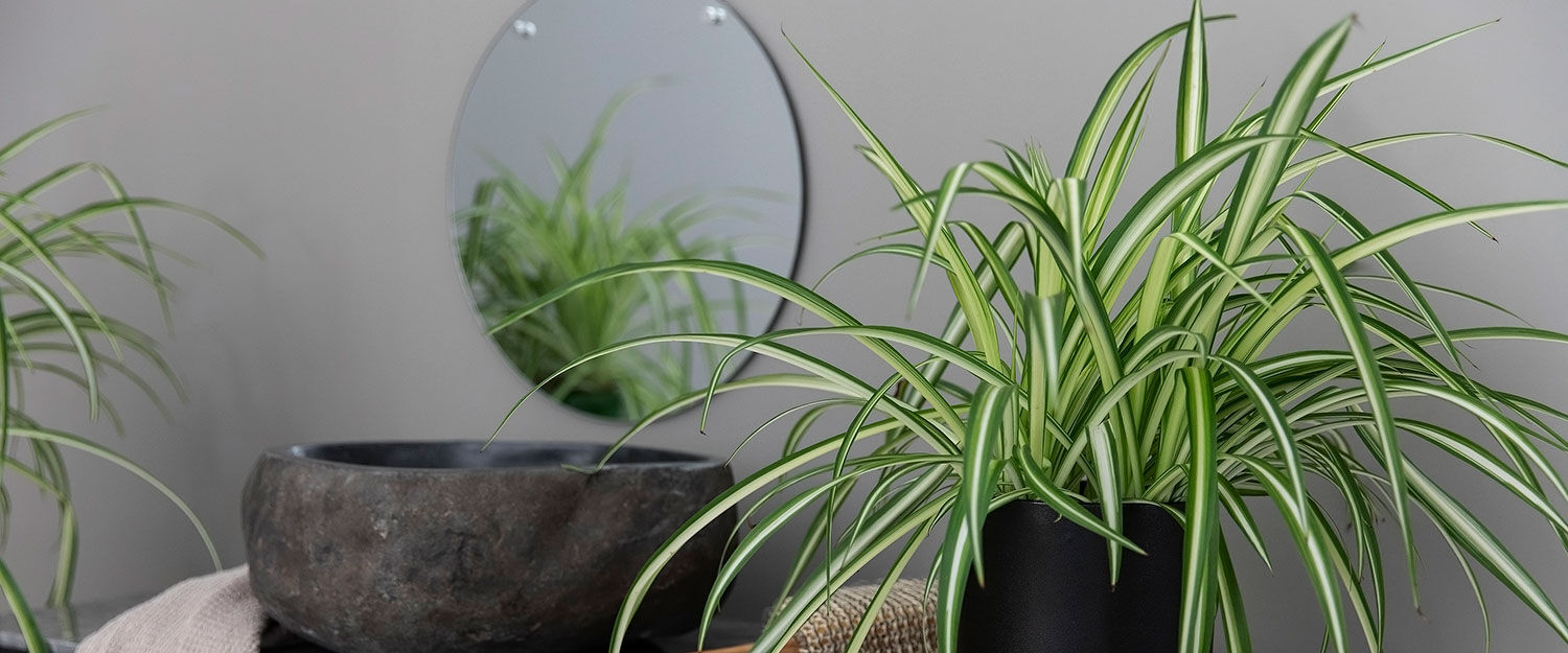 Gr&oslash;nnrenner plante