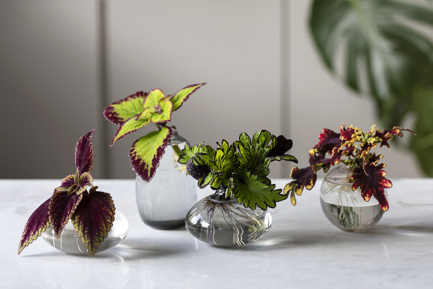 Coleus stiklinger