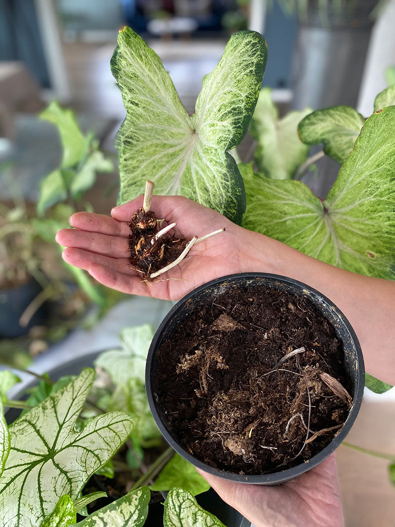 Caladium knoller