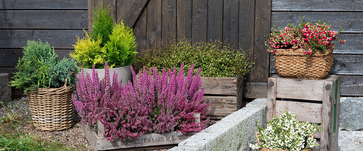 Lyng h&oslash;stplanter