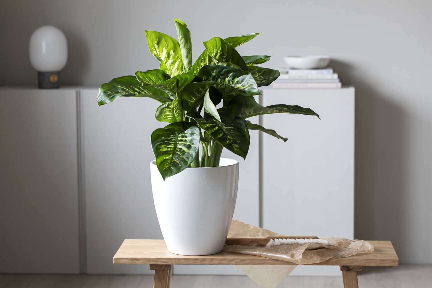 Dieffenbachia 