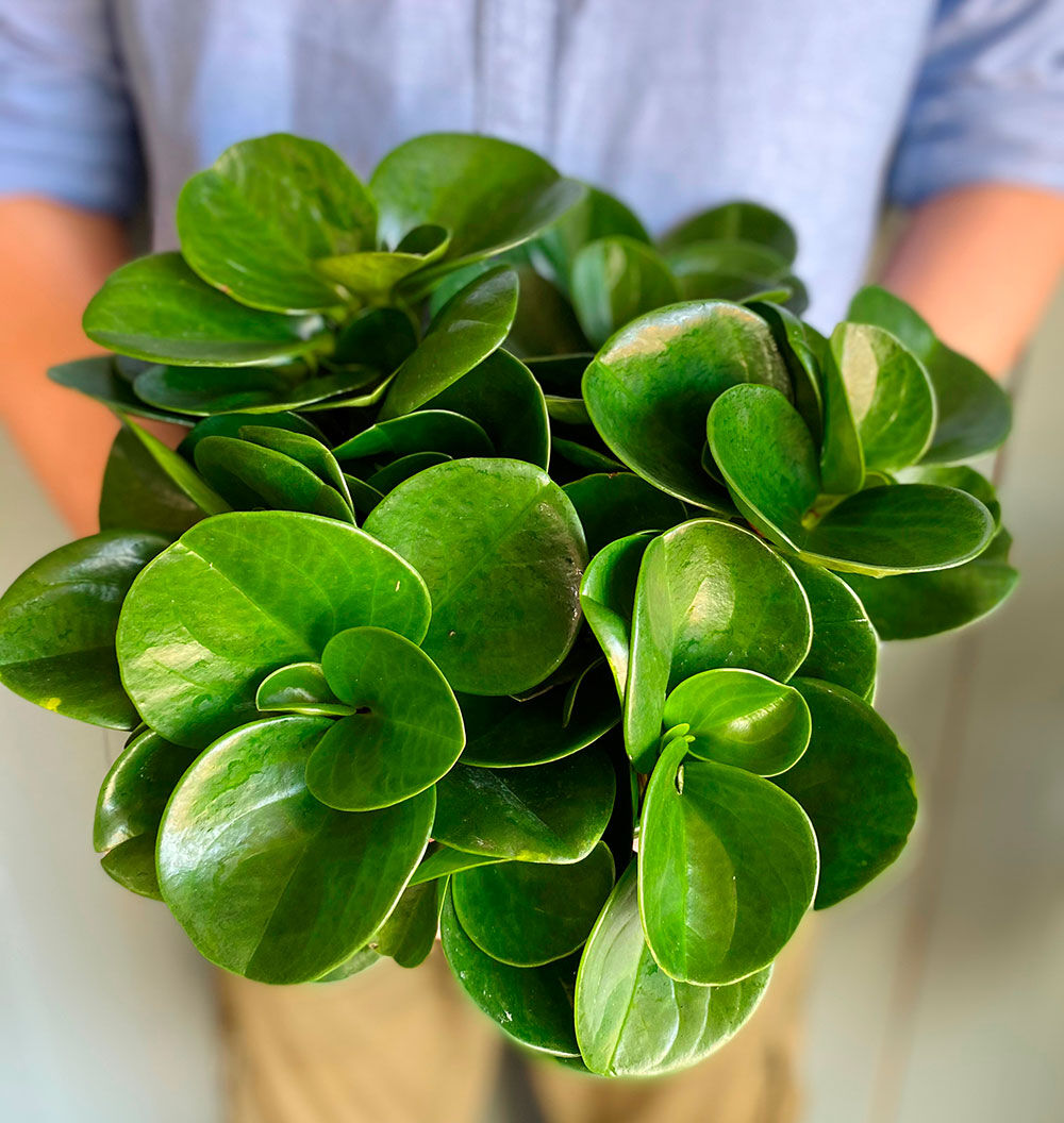 peperomia