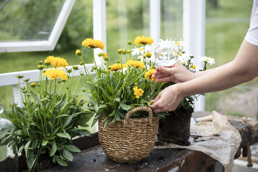 Vanning av blomster