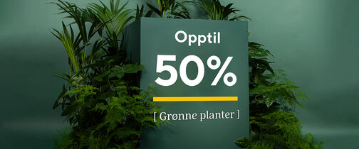 Gr&oslash;nne planter frisker opp i huset