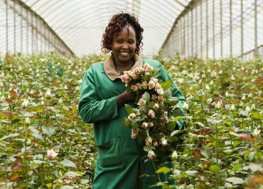 Fairtrade roseplantasje