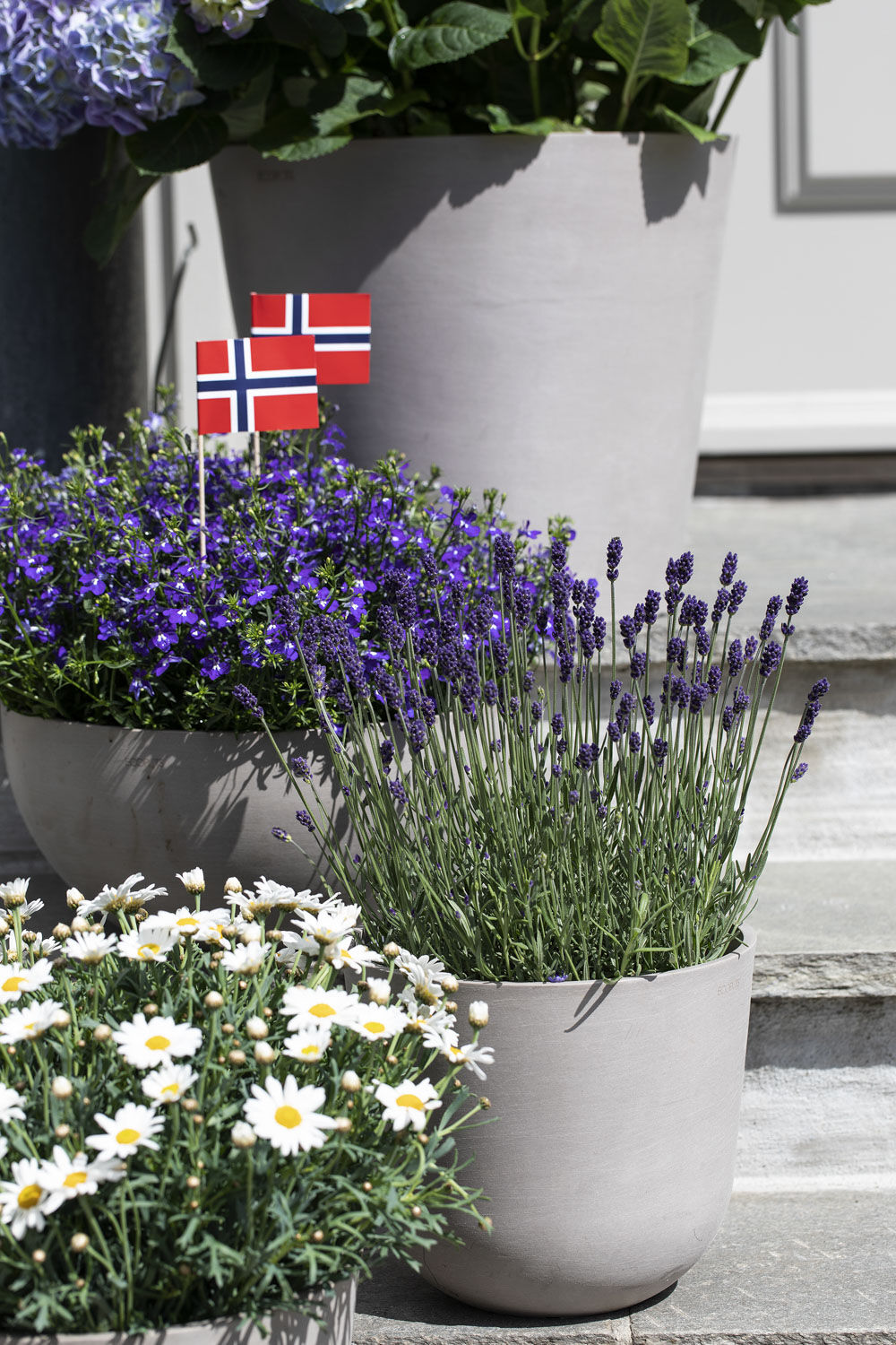 Lavendel og lobelia