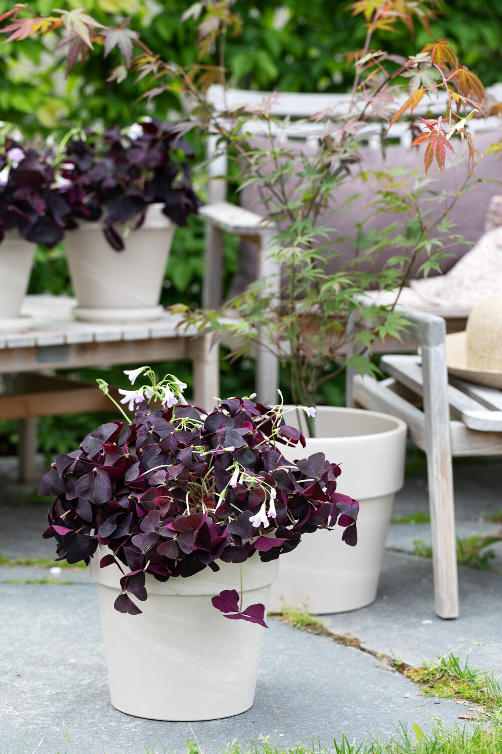 Oxalis i terracotta potte