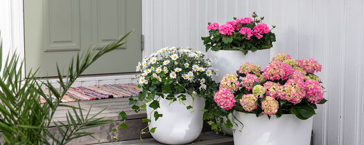 Skap et blomstrende og vakkert inngangsparti