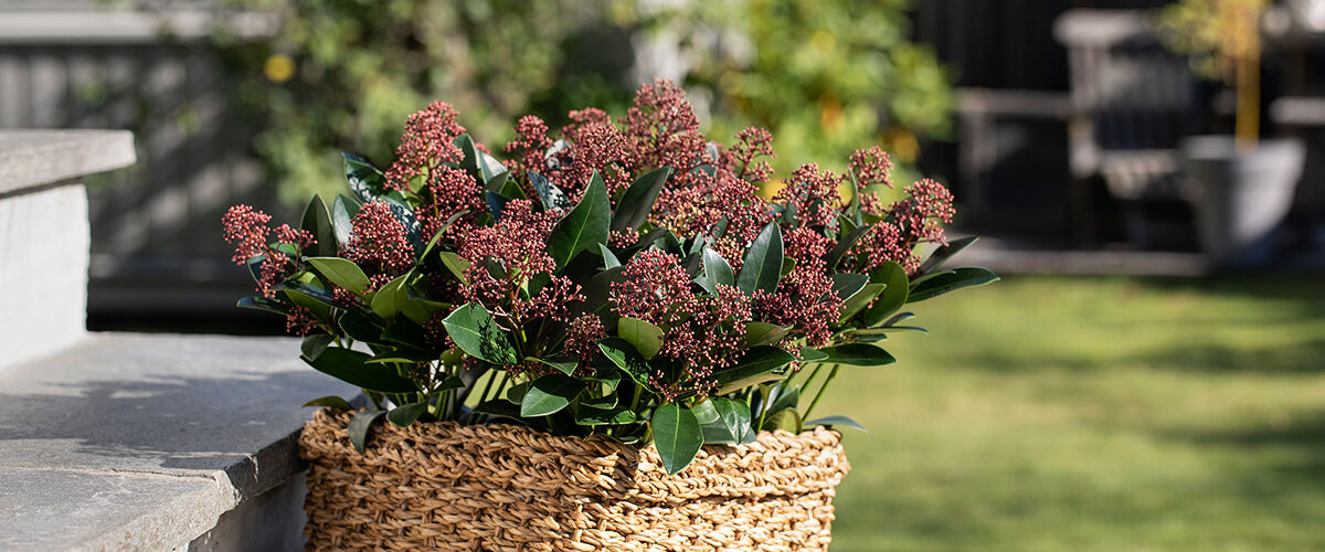 Skimmia