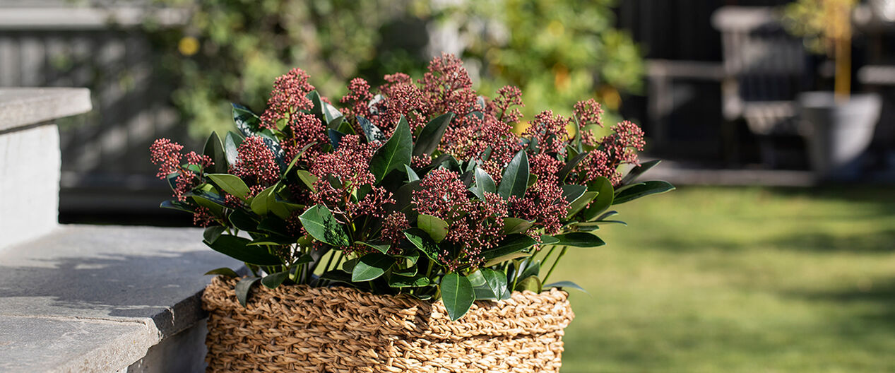 Skimmia