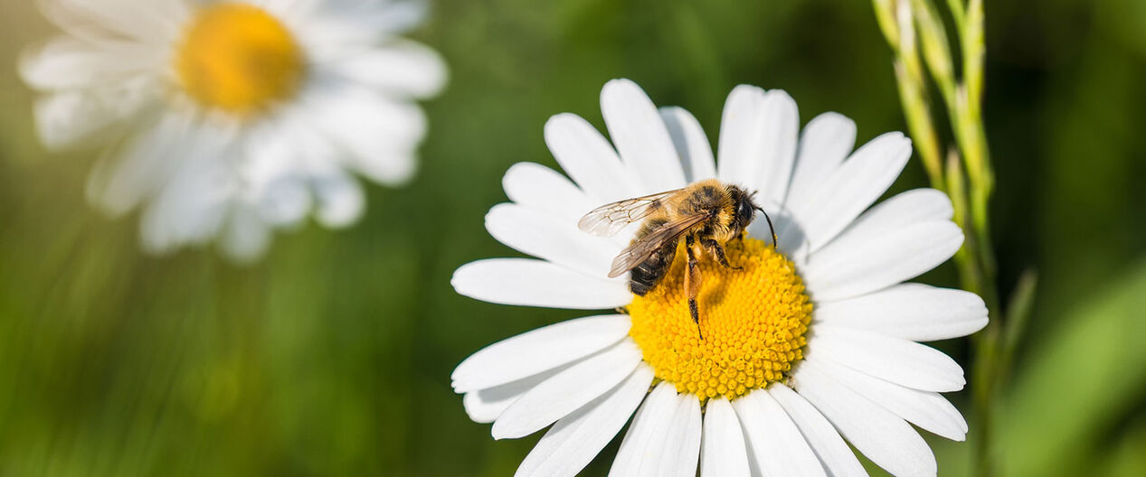 Bievennlige blomster