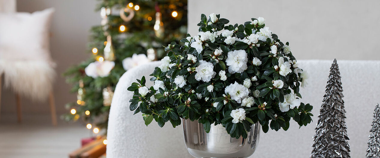 hvit azalea til jul