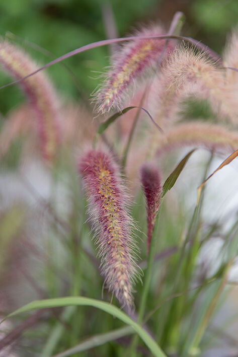 Pennisetum aks prydgress