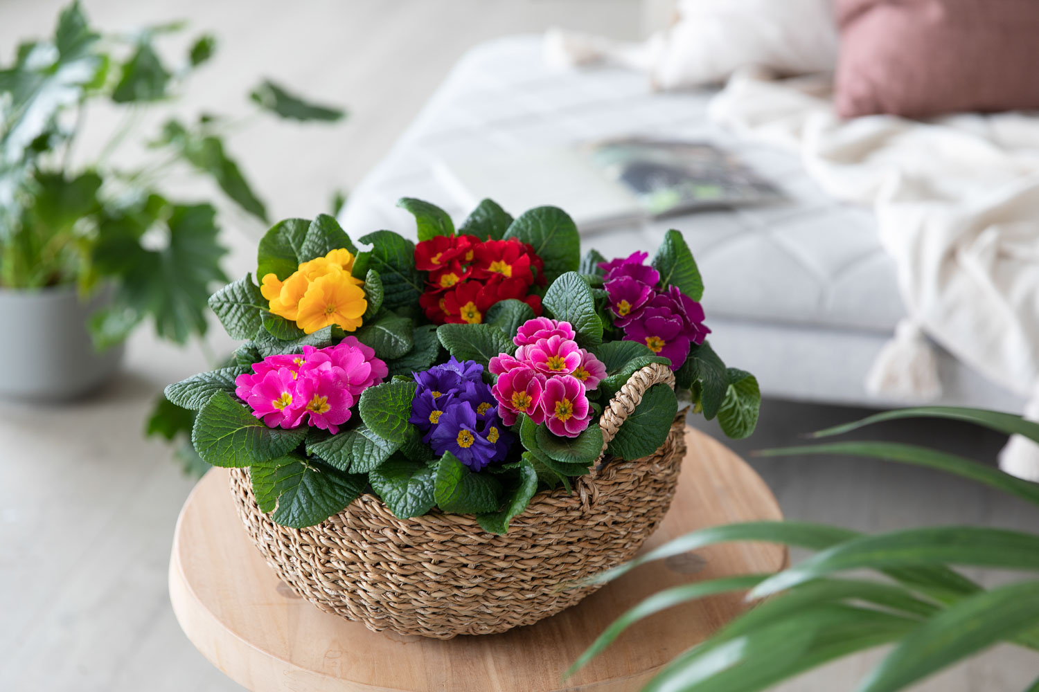 Primula