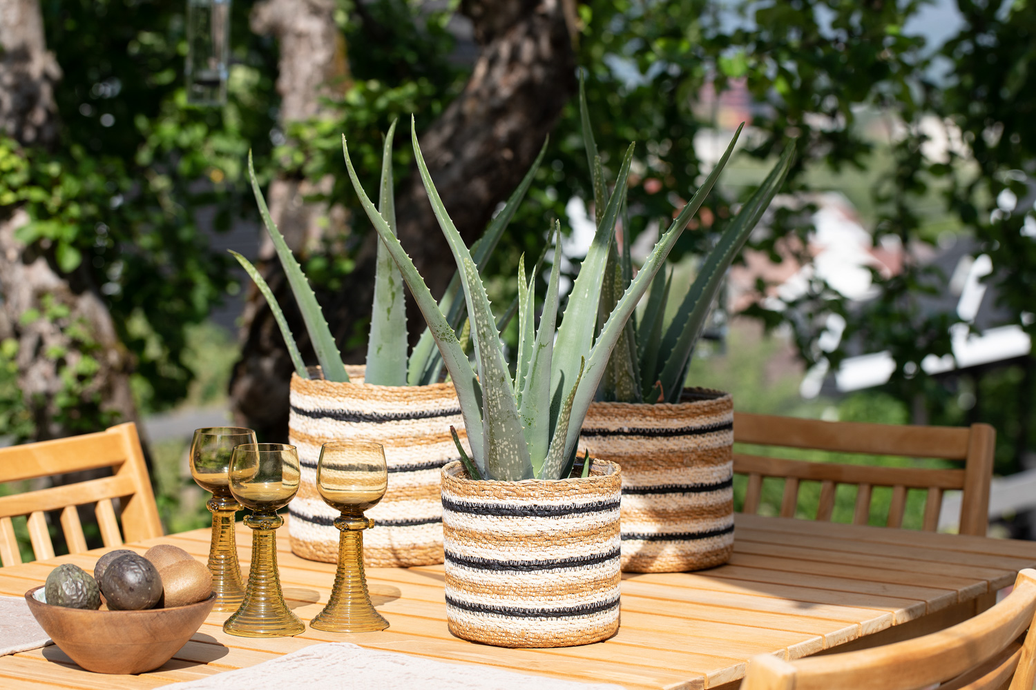 Aloe vera