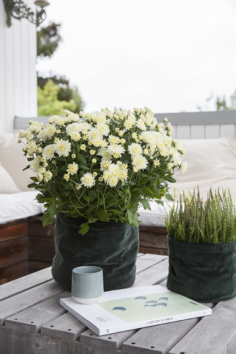 Frilandskrysantemum