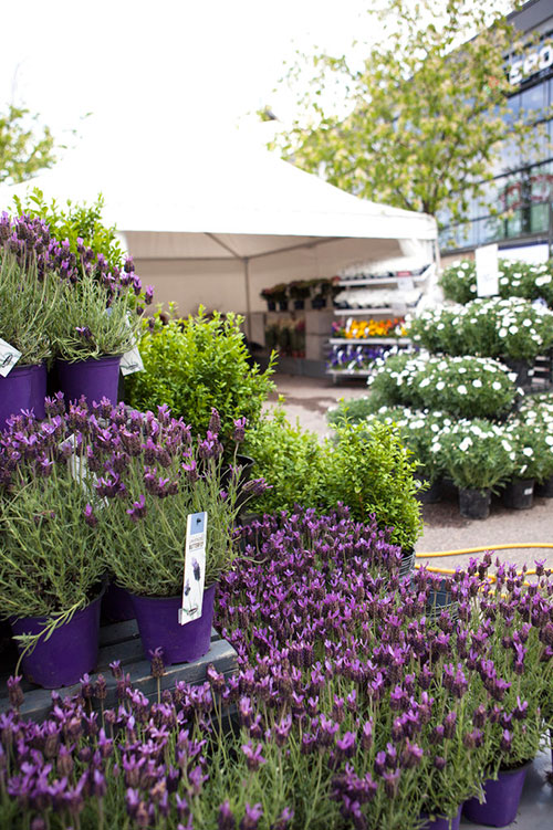 Lavendel