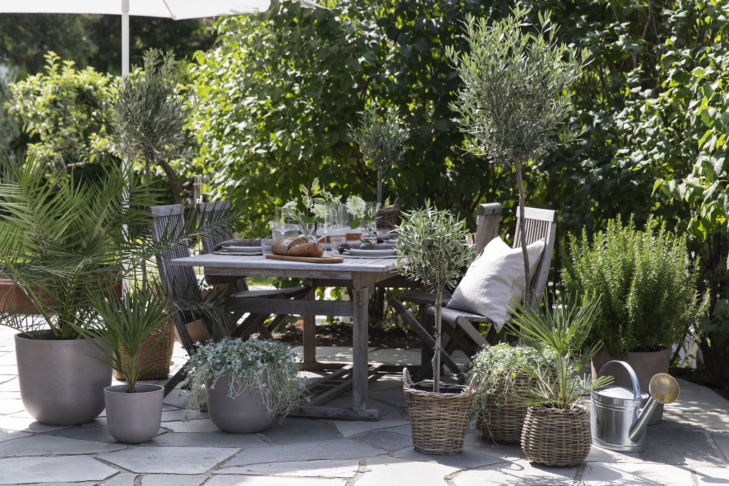 Terrassepalmer p&aring; uteplassen