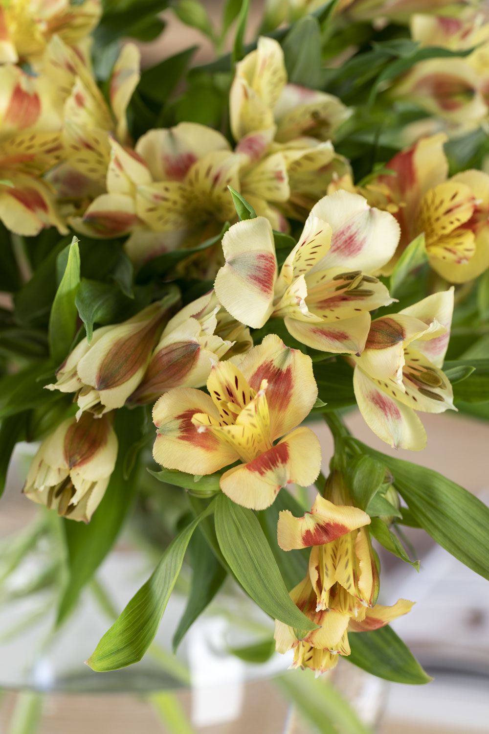 Gul alstroemeria