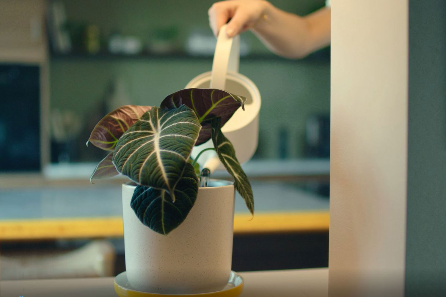 Vanne en gr&oslash;nn plante