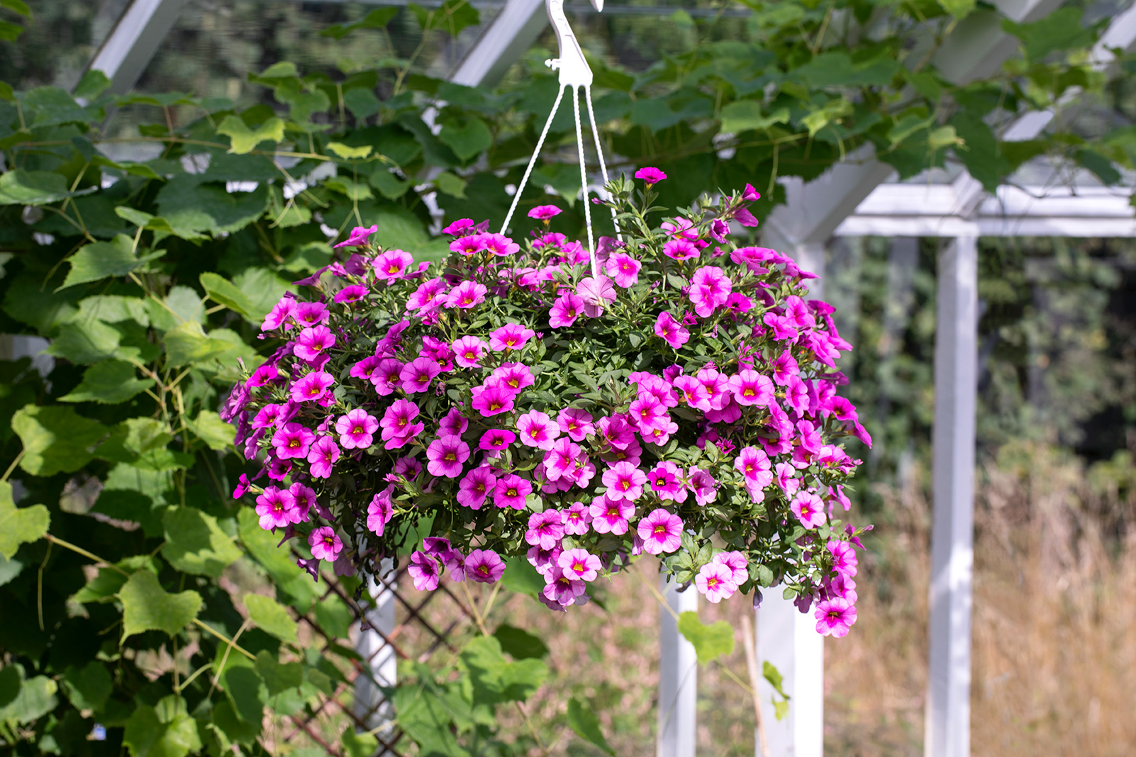 Ampel med carillion sommerblomster