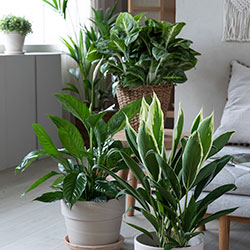 Gr&oslash;nne planter