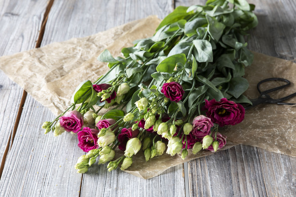 Rosa lisianthus