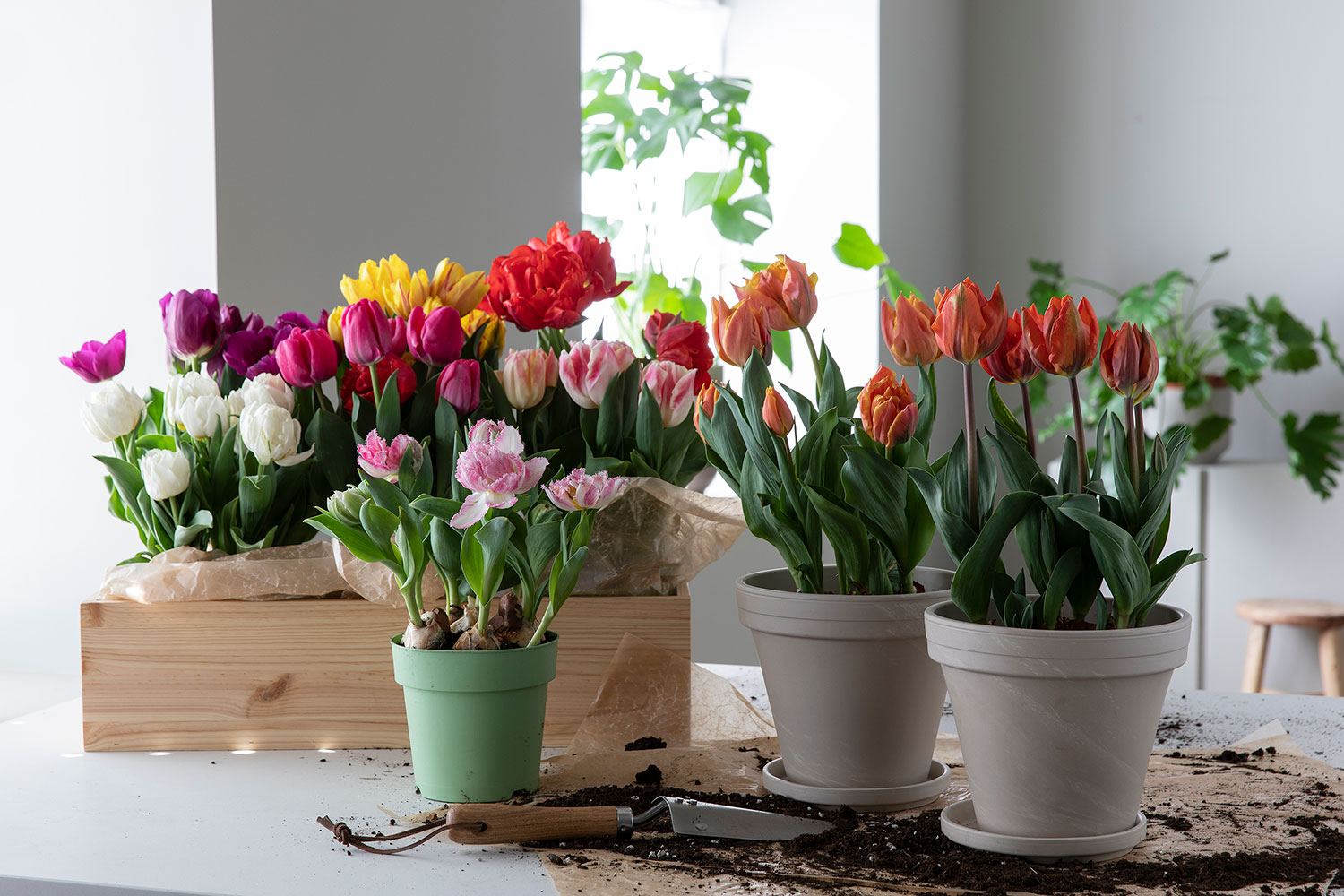 Tulipan l&oslash;kblomst