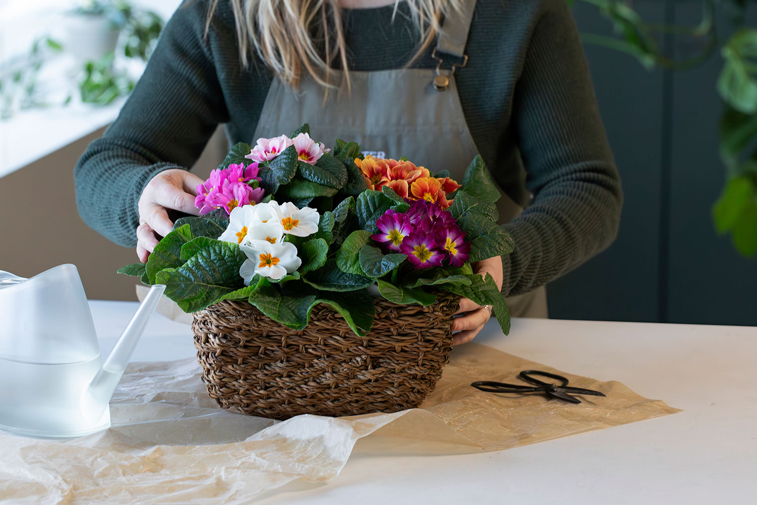 Stelletips Primula
