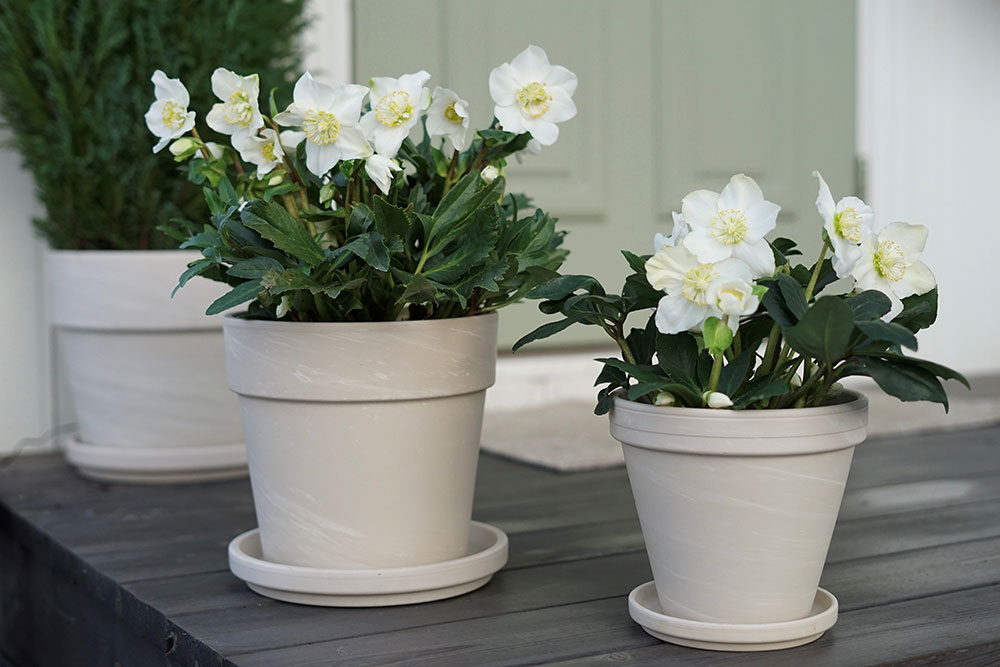 Julerose Helleborus