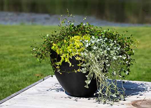 Sommergr&oslash;nne planter