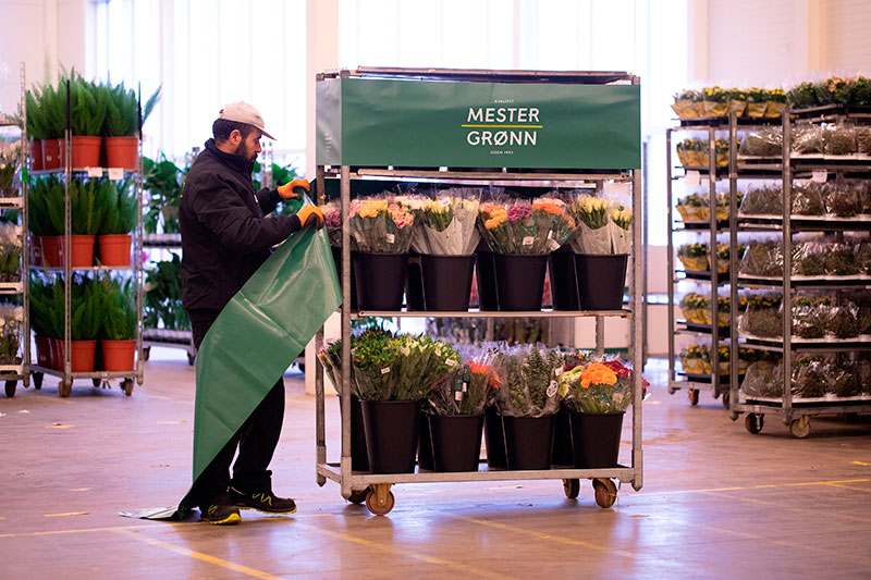 Miljvennlig produsert azalea
