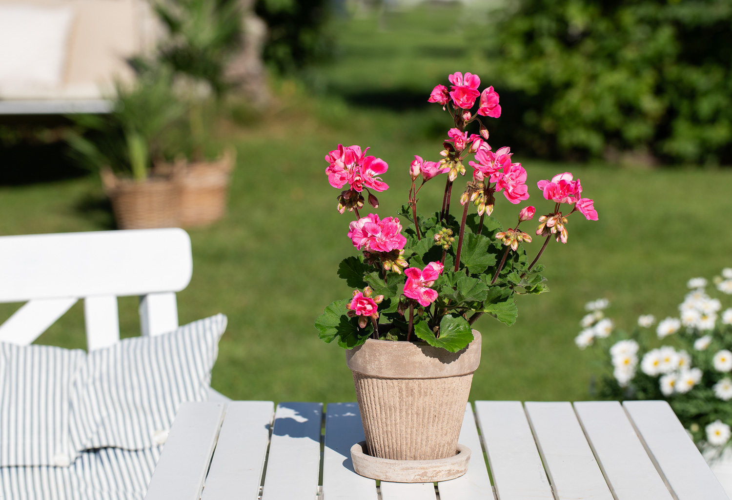 Pelargonia i terrakottapotte