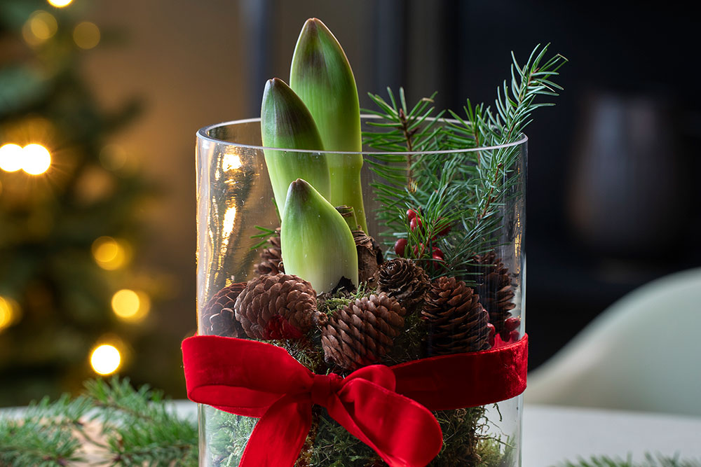 Amaryllis i glassvase