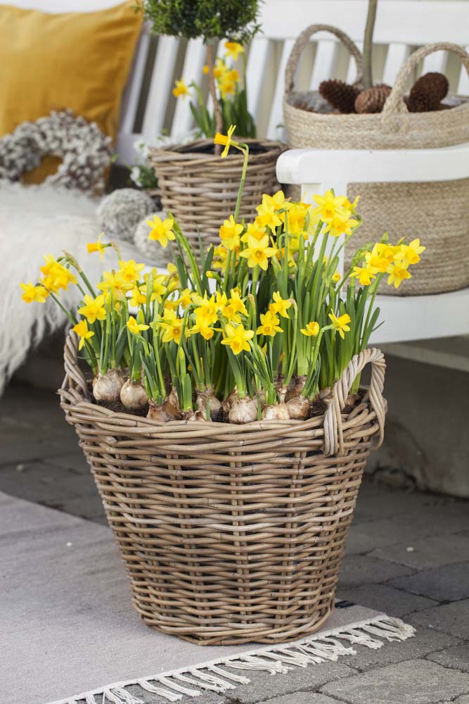 Plante v&aring;rblomster ute
