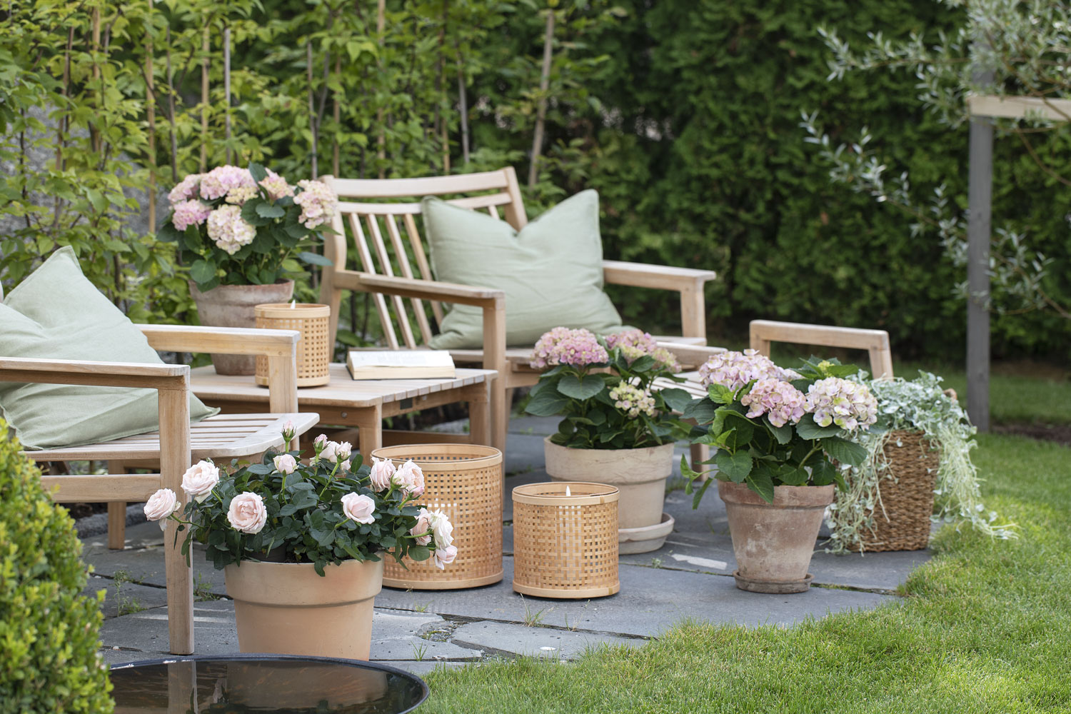 Hortensia Magical