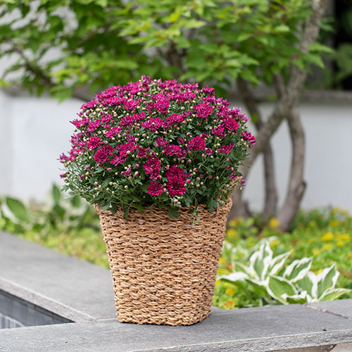 Uteplanter