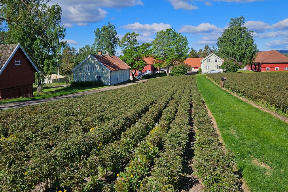 Norske peoner p&aring; Freberg Fors&oslash;ksg&aring;rd