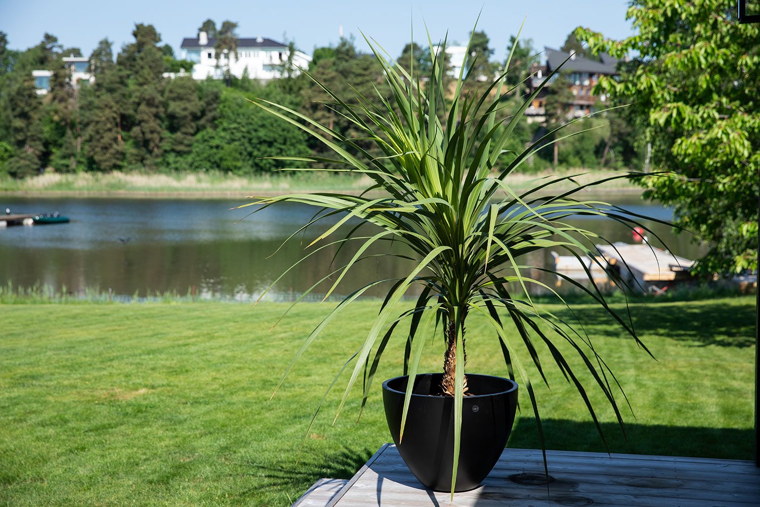 Dracaena indivisa palme