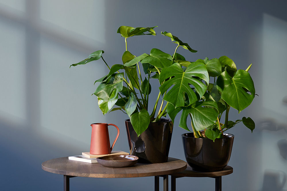 Monstera