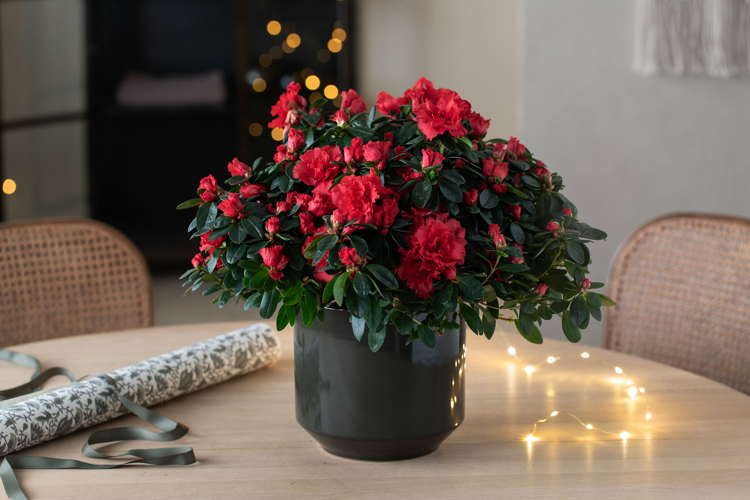 R&oslash;d azalea