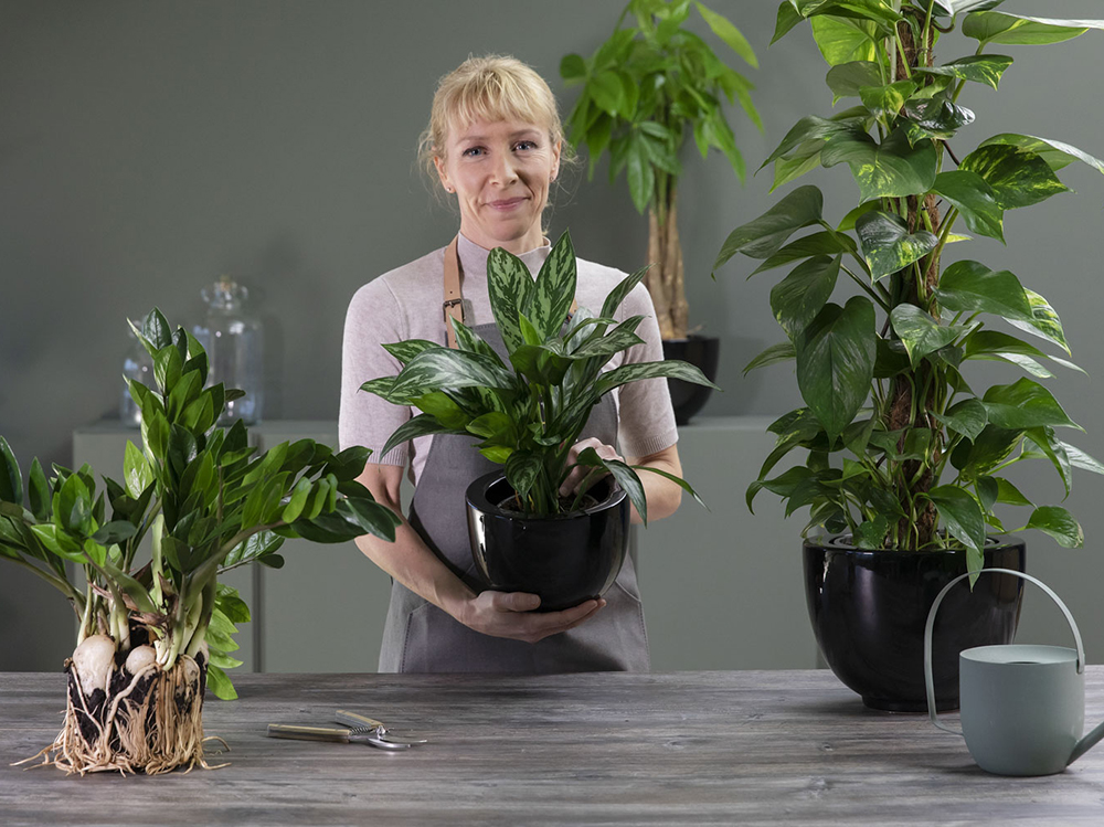 Disse plantene t&aring;ler lite lys