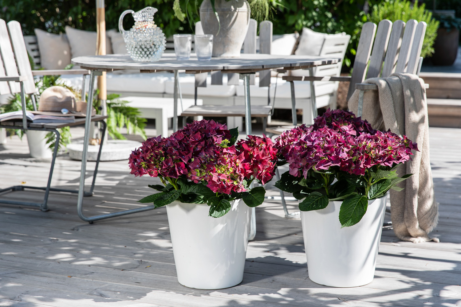 Hortensia i potte