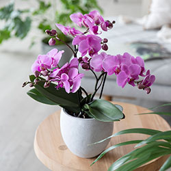 Stueblomster