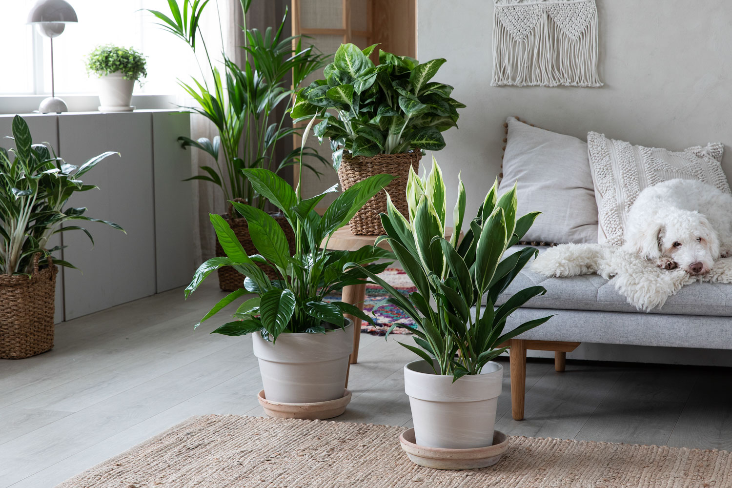 gr&oslash;nne planter kvalitetsgaranti